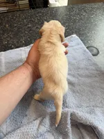 Phoenix, a male Miniature Dachshund for sale in Brevard, NC – Photo 7 of 7