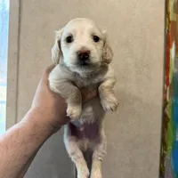 Phoenix, a male Miniature Dachshund for sale in Brevard, NC – Photo 3 of 7