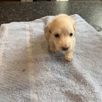 Phoenix, a male Miniature Dachshund for sale in Brevard, NC – Photo 6 of 7