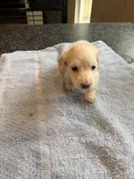 Phoenix, a male Miniature Dachshund for sale in Brevard, NC – Photo 6 of 7