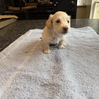 Phoenix, a male Miniature Dachshund for sale in Brevard, NC – Photo 5 of 7