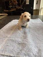 Phoenix, a male Miniature Dachshund for sale in Brevard, NC – Photo 5 of 7