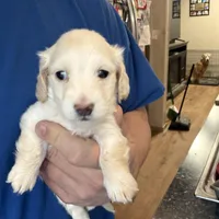 Phoenix, a male Miniature Dachshund for sale in Brevard, NC – Photo 2 of 7