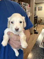 Phoenix, a male Miniature Dachshund for sale in Brevard, NC – Photo 2 of 7