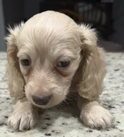 Marshall, a male Miniature Dachshund for sale in Spring Hill, FL – 8 of 10