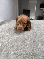 Rusty, a male Miniature Dachshund for sale in Spring Hill, FL – 5 of 10