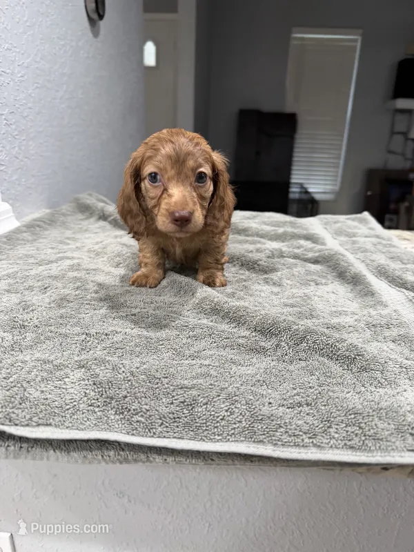 Tiger – Miniature Dachshund puppy for sale in Spring Hill, FL