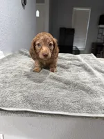 Tiger, a male Miniature Dachshund for sale in Spring Hill, FL – 1 of 10