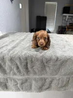 Rusty, a male Miniature Dachshund for sale in Spring Hill, FL – 6 of 10