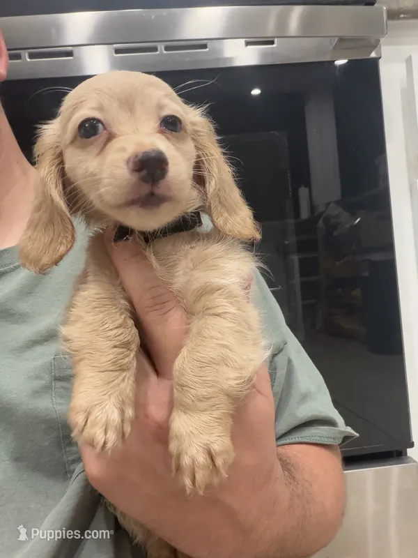 Buddy – Miniature Dachshund puppy for sale in Spring Hill, FL