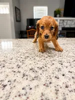 Ruby, a female Miniature Dachshund for sale in Spring Hill, FL – 6 of 10