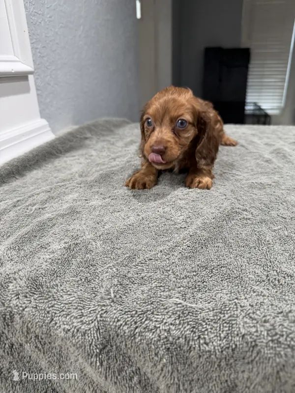 Rusty – Miniature Dachshund puppy for sale in Spring Hill, FL