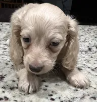 Marshall, a male Miniature Dachshund for sale in Spring Hill, FL – 2 of 10