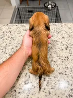 Ruby, a female Miniature Dachshund for sale in Spring Hill, FL – 3 of 10