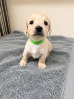 Princess, a female Miniature Dachshund for sale in Spring Hill, FL – 3 of 7
