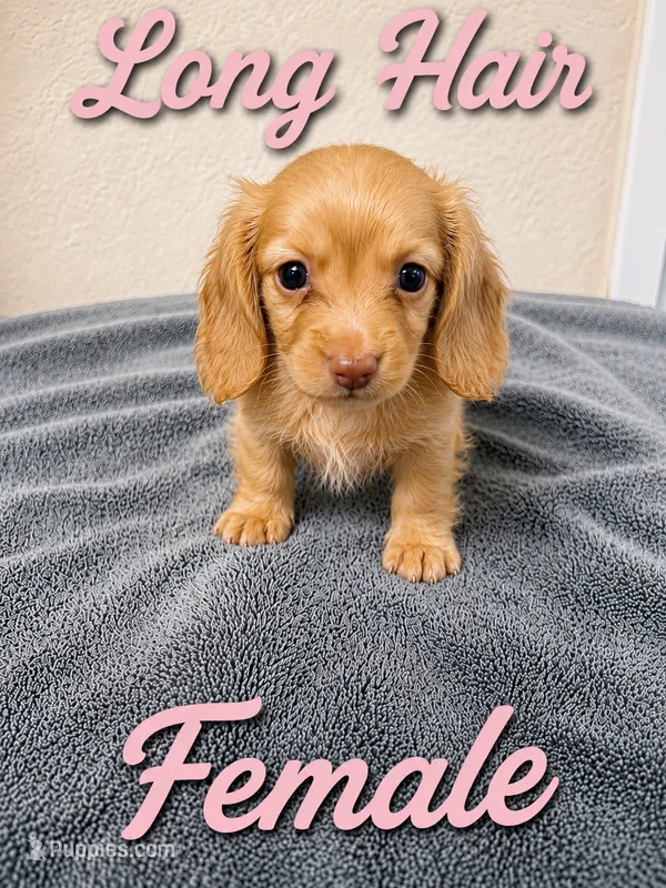 Molly – Miniature Dachshund puppy on hold in Spring Hill, FL