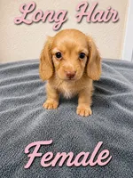 Molly, a female Miniature Dachshund for sale in Spring Hill, FL – 1 of 9