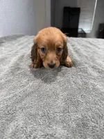 Ruby, a female Miniature Dachshund for sale in Spring Hill, FL – 5 of 8