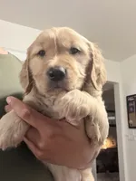 Dunkin, a male Golden Retriever for sale in Greeley, CO – 2 of 4