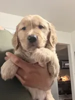 Dunkin, a male Golden Retriever for sale in Greeley, CO – 3 of 4