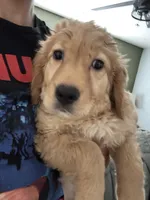 Daisy, a female Golden Retriever for sale in Greeley, CO – 2 of 4