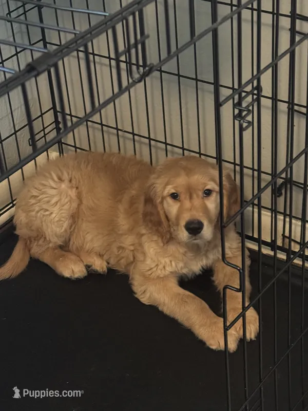 Dunkin – Golden Retriever puppy for sale in Greeley, CO