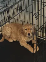 Dunkin, a male Golden Retriever for sale in Greeley, CO – 1 of 4