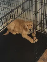 Dunkin, a male Golden Retriever for sale in Greeley, CO – 4 of 4