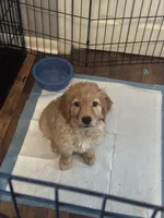 Daisy, a female Golden Retriever for sale in Greeley, CO – 4 of 4