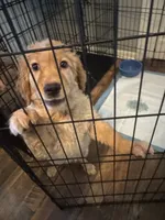 Daisy, a female Golden Retriever for sale in Greeley, CO – 3 of 4