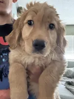 Daisy, a female Golden Retriever for sale in Greeley, CO – 1 of 4