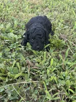 Black Toy, a male Poodle - Toy  for sale in Cartersville, GA – 5 of 7