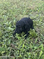 Black Toy, a male Poodle - Toy  for sale in Cartersville, GA – 6 of 7