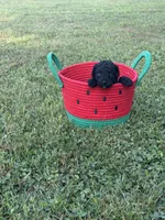 Black Toy, a male Poodle - Toy  for sale in Cartersville, GA – 2 of 7