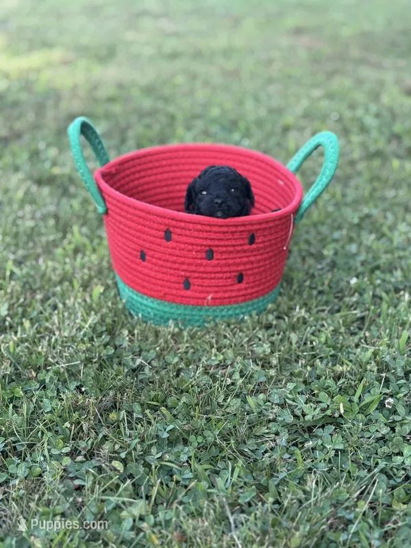 Black Toy – Poodle - Toy  puppy for sale in Cartersville, GA