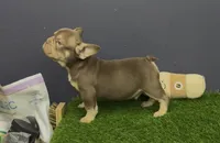 Finn, a male French Bulldog for sale in Houston, TX – 2 of 4