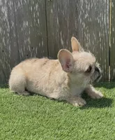 Henry, a male French Bulldog for sale in Houston, TX – 3 of 7