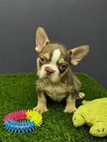 Bruno, a male French Bulldog for sale in Houston, TX – 2 of 3