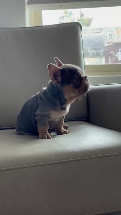 Vivi, a female French Bulldog for sale in Houston, TX – 5 of 5