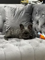 Rita , a female French Bulldog for sale in Houston, TX – 4 of 8