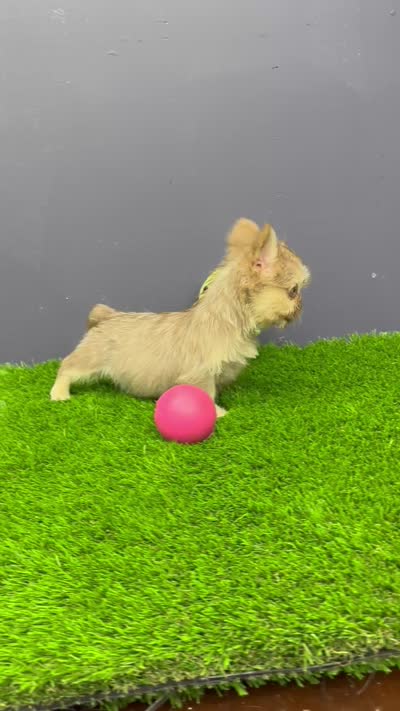 Harold, a male French Bulldog for sale in Houston, TX – 3 of 3