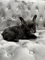 Patrick, a male French Bulldog for sale in Houston, TX – 2 of 6