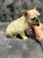Henry, a male French Bulldog for sale in Houston, TX – 4 of 5