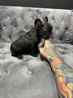Patrick, a male French Bulldog for sale in Houston, TX – 6 of 6
