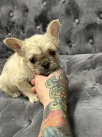 Henry, a male French Bulldog for sale in Houston, TX – 2 of 5