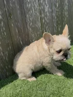 Henry, a male French Bulldog for sale in Houston, TX – 2 of 7