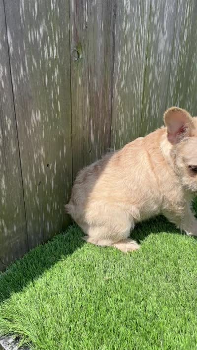 Henry, a male French Bulldog for sale in Houston, TX – 6 of 7