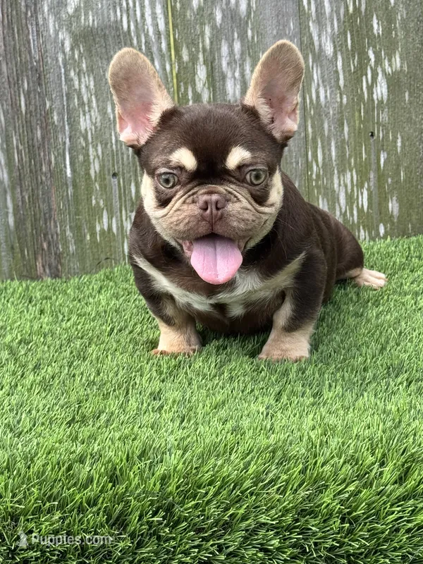Nico – French Bulldog puppy for sale in Houston, TX