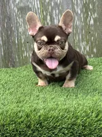 Nico, a male French Bulldog for sale in Houston, TX – 1 of 6