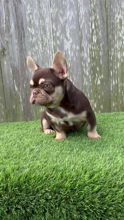 Nico, a male French Bulldog for sale in Houston, TX – 6 of 6